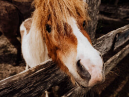 LAURA NENZ — Photography & Visual Storytelling