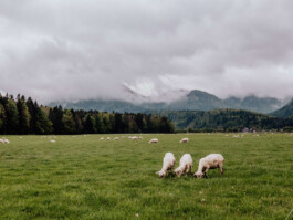 LAURA NENZ — Photography & Visual Storytelling