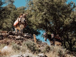 LAURA NENZ — Photography & Visual Storytelling