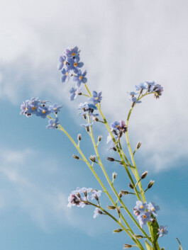 LAURA NENZ — Photography & Visual Storytelling