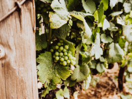 LAURA NENZ — Photography & Visual Storytelling