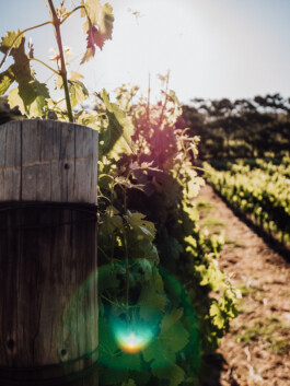 LAURA NENZ — Photography & Visual Storytelling