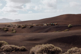 LAURA NENZ — Photography & Visual Storytelling