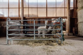 LAURA NENZ — Photography & Visual Storytelling