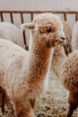 LAURA NENZ — Photography & Visual Storytelling