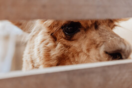 LAURA NENZ — Photography & Visual Storytelling