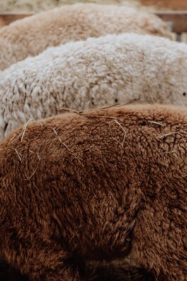 LAURA NENZ — Photography & Visual Storytelling