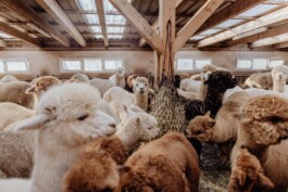 LAURA NENZ — Photography & Visual Storytelling