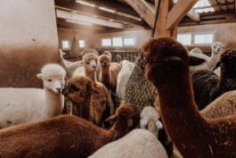 LAURA NENZ — Photography & Visual Storytelling