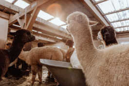 LAURA NENZ — Photography & Visual Storytelling