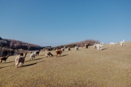 LAURA NENZ — Photography & Visual Storytelling