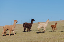 LAURA NENZ — Photography & Visual Storytelling