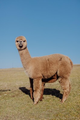 LAURA NENZ — Photography & Visual Storytelling