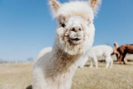 LAURA NENZ — Photography & Visual Storytelling