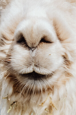 LAURA NENZ — Photography & Visual Storytelling