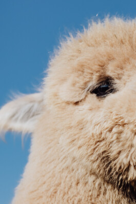 LAURA NENZ — Photography & Visual Storytelling