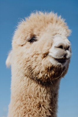 LAURA NENZ — Photography & Visual Storytelling