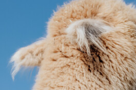 LAURA NENZ — Photography & Visual Storytelling