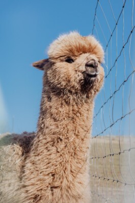 LAURA NENZ — Photography & Visual Storytelling