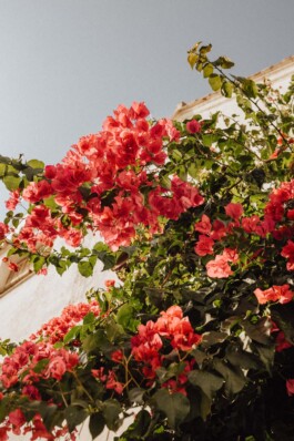 LAURA NENZ — Photography & Visual Storytelling