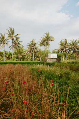 LAURA NENZ — Photography & Visual Storytelling