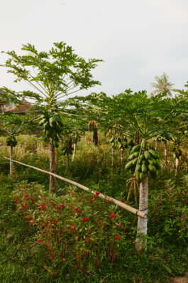 LAURA NENZ — Photography & Visual Storytelling