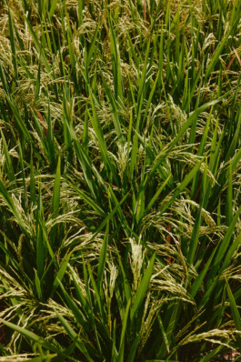 LAURA NENZ — Photography & Visual Storytelling