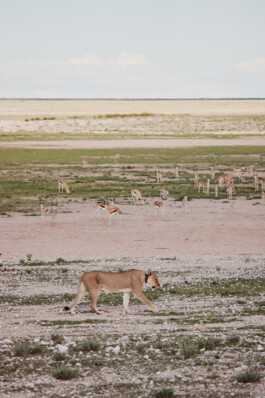 LAURA NENZ — Photography & Visual Storytelling