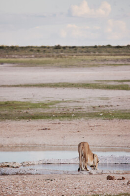 LAURA NENZ — Photography & Visual Storytelling