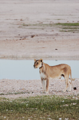 LAURA NENZ — Photography & Visual Storytelling