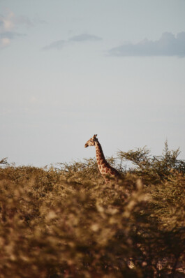 LAURA NENZ — Photography & Visual Storytelling