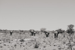 LAURA NENZ — Photography & Visual Storytelling