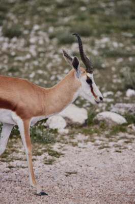 LAURA NENZ — Photography & Visual Storytelling