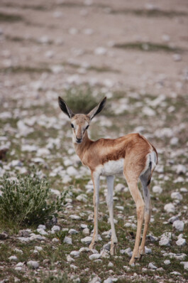 LAURA NENZ — Photography & Visual Storytelling