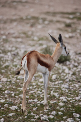 LAURA NENZ — Photography & Visual Storytelling