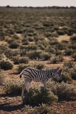 LAURA NENZ — Photography & Visual Storytelling