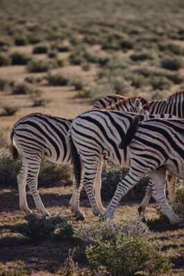 LAURA NENZ — Photography & Visual Storytelling