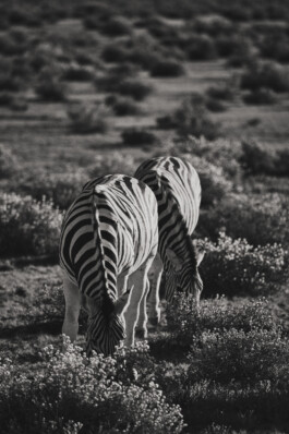 LAURA NENZ — Photography & Visual Storytelling