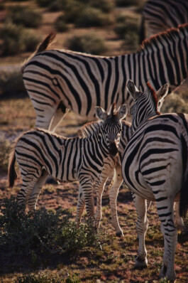 LAURA NENZ — Photography & Visual Storytelling