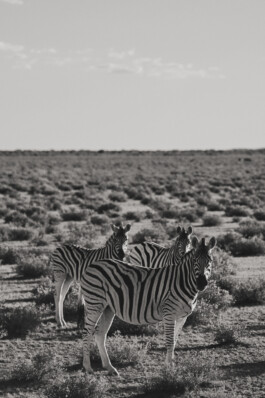 LAURA NENZ — Photography & Visual Storytelling