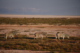 LAURA NENZ — Photography & Visual Storytelling