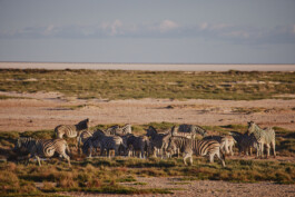 LAURA NENZ — Photography & Visual Storytelling