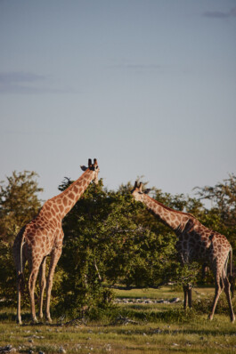 LAURA NENZ — Photography & Visual Storytelling