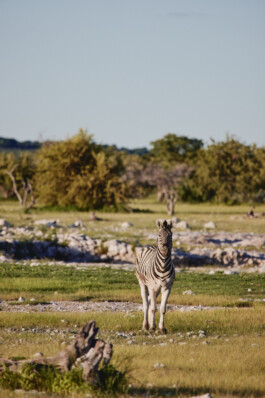 LAURA NENZ — Photography & Visual Storytelling