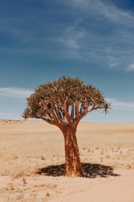 LAURA NENZ — Photography & Visual Storytelling