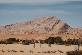 LAURA NENZ — Photography & Visual Storytelling