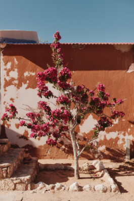 LAURA NENZ — Photography & Visual Storytelling