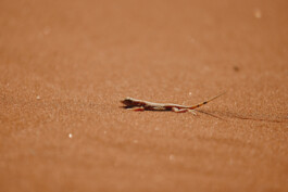 LAURA NENZ — Photography & Visual Storytelling