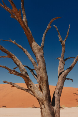 LAURA NENZ — Photography & Visual Storytelling