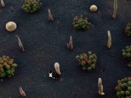 LAURA NENZ — Photography & Visual Storytelling